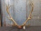 7x7 Elk Rack on skull plate total weight 18.75 pounds