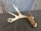 Wild Iowa Whitetail Shed 70