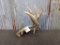 Big Gnarly 20 point Whitetail Shed Heavy Beading Self Stander 