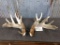 Big Heavy Whitetail Sheds Great Natural Color right 105