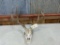 5x5 Mule Deer Rack on skull