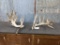 Big Heavy Cut Off Whitetail Antlers 320