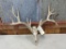 14 Point Nontypical Whitetail rack on skull 26