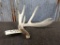 4 Point Whitetail Shed With Palmated Main Beam Possibly Wild 