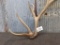 Unusual Wild Elk Shed 5lbs
