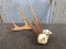 Wild Whitetail Shed With Triple Brow Tines Color Added