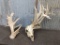 Half Shed Whitetail Skull right 147