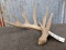 Vintage 6 Point Typical Whitetail Shed With Hollow Pedicle Color Added