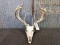 Whitetail Rack On Skull Professionally Cleaned And Whitened