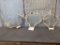 3 Whitetail Racks on skull plate