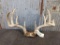 5x5 Main Frame Whitetail rack with Extras