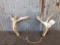 Set of Freak Whitetail Sheds Reverse Pedicles 