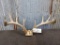 Main Frame 5x5 Whitetail rack 24