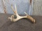 Main Frame 4 Point Whitetail Shed With Extras 