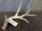 4 Point Whitetail Shed With Split G3 