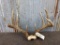 4x4 Whitetail Rack On Skull Plate