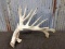 Big Single Whitetail Shed Main Frame 8 Point With Extras