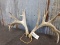 Big Palmated Whitetail Sheds With 13