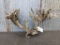 300 Class Whitetail Rack On Skull Plate With Velvet 