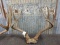  3 Mule Deer Racks On Skull Plate