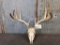 Big 4x5 Whitetail Rack On Skull