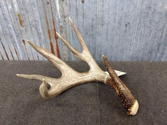 17th Annual Great Iowa Antler Auction Day 1