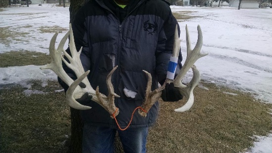 226" Preserve Whitetail Sheds 