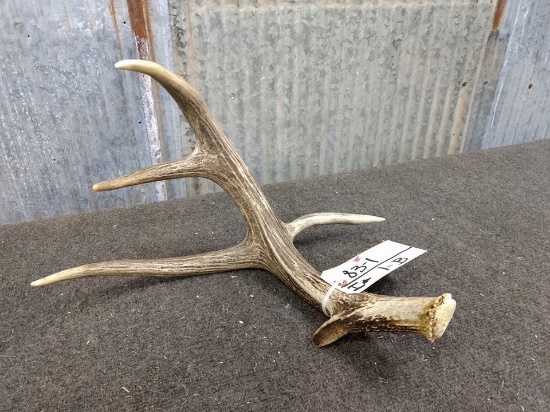 Wild Whitetail Shed 4 point with 6" Droptine