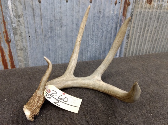 73" Wild 4 point Whitetail Shed