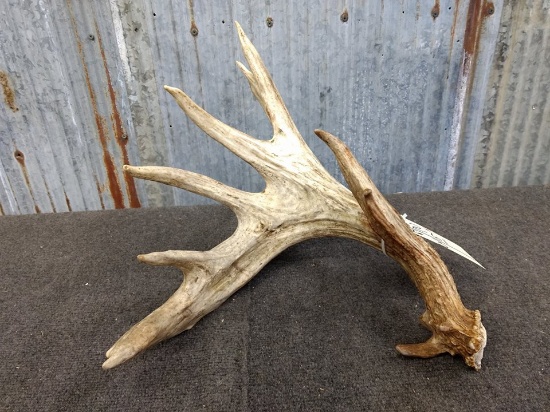 110" Whitetail Shed with flyers self stander preserve shed great color 