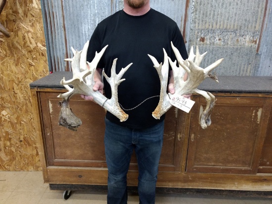 Big Preserve Whitetail Sheds Great Color Right 119" Left 134"