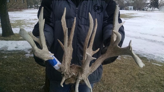 228" Whitetail Rack On Skull Plate Preserve Deer