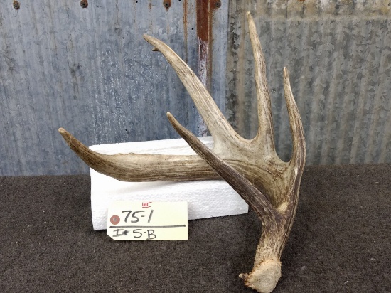 81 5/8" Wild Typical Whitetail Shed Tall Brow Tine Great Color No Chews