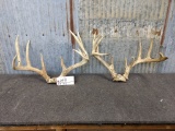 2 Whitetail Racks On Skull Plate