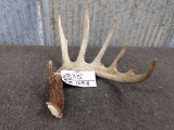 Wild 7 Point Typical Whitetail Shed