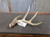 Main Frame 4 Point Whitetail Shed With Split Deformed Brow Tine