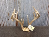 Main Frame 5x5 Whitetail Rack On Repaired Skull Plate 