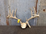 Main Frame 5x5 Whitetail Rack On Skull Plate