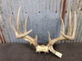 5x5 Whitetail Rack Note the 