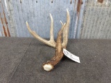 Wild Iowa Whitetail Shed 69