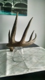 Canadian 5 point Whitetail Shed Chocolate Color scores 67
