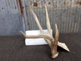 Wild Whitetail Shed With Double Brow Tine 69 1/8