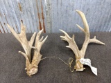 Set of Nontypical Whitetail Sheds palmated with extras