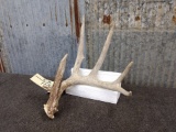 Wild Whitetail Shed 74 7/8