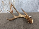 4 Point Canadian Whitetail Shed lots of beading DARK Color 