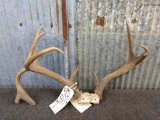 Alabama Whitetail Rack With Droptine Color Added