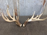 Set of wild Whitetail Shed Great Color right side double main beam 