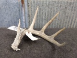Wild Whitetail Shed With Drop Tine 74 6/8