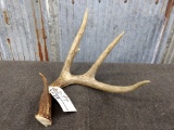 4 Point typical Whitetail Shed great color