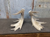 Heavily Palmated Whitetail Sheds Good Color Both Self Standing right 98